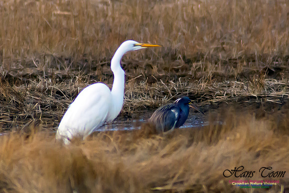 Tricoloured Heron and Great Egret 4