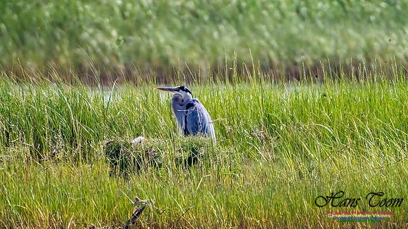 Great Blue Heron 902 copy