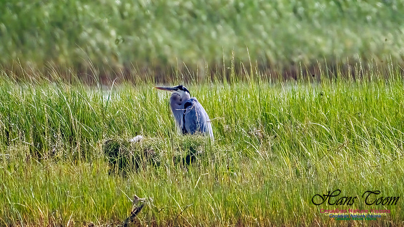 Great Blue Heron 902 copy