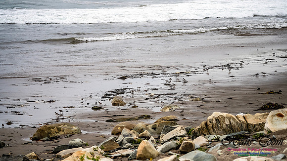 Shorebirds of Hurricane Erin 102