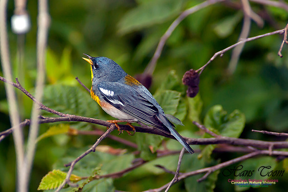 Northern Parula