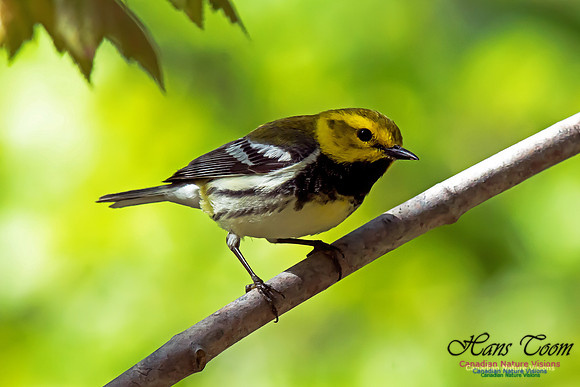 Black-throated Green Warbler
