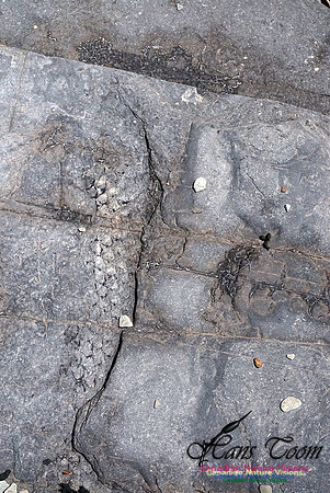 Joggins Fossil Cliffs 111
