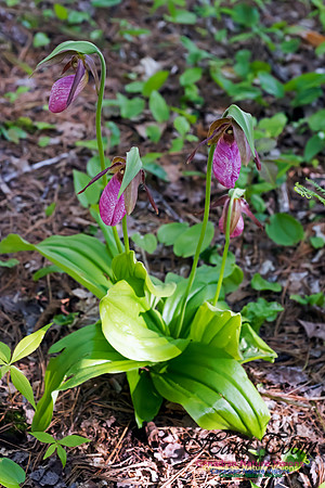 Pink Lady's Slipper