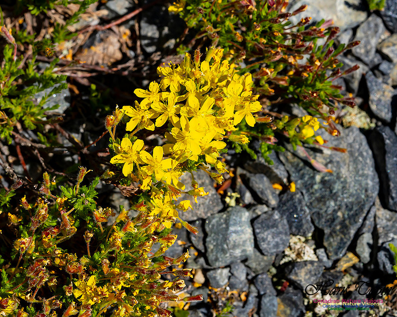 Golden Heather 103