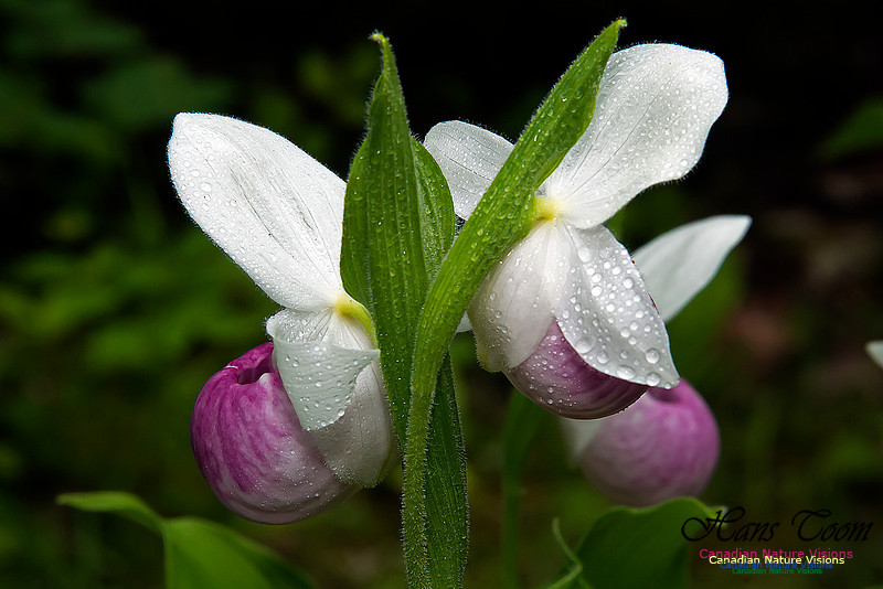 Showy Ladys Slipper Orchid