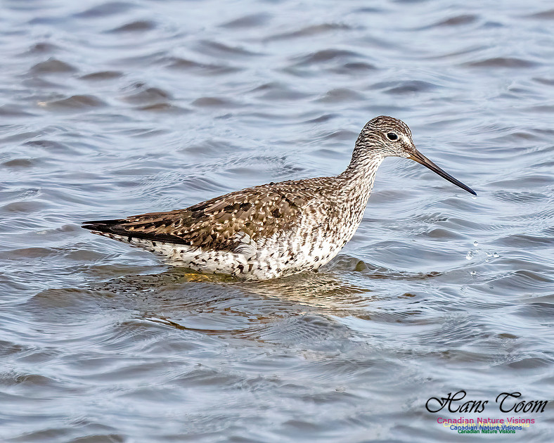 Greater Yellowlegs 351