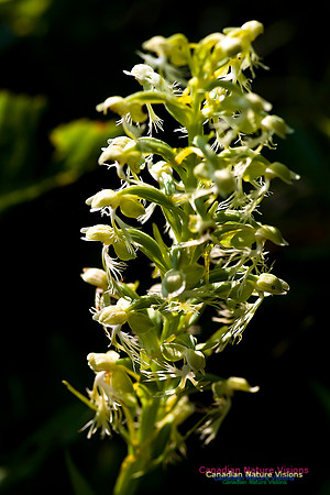 Ragged Fringed Orchid