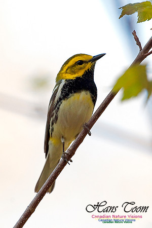 Black-throated Green Warbler