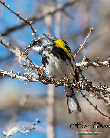 Yellow-rumped Warbler 2