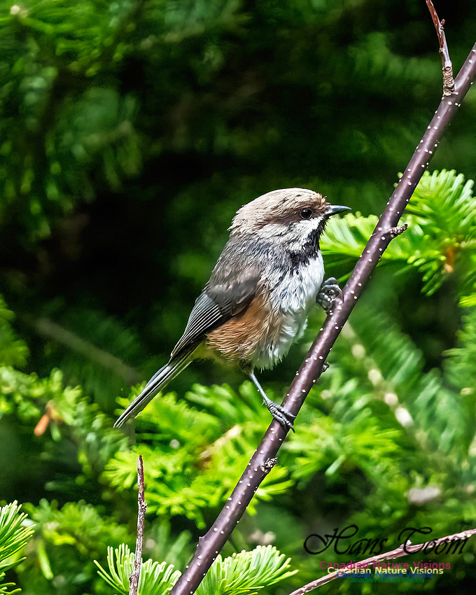 Boreal Chickadee 105