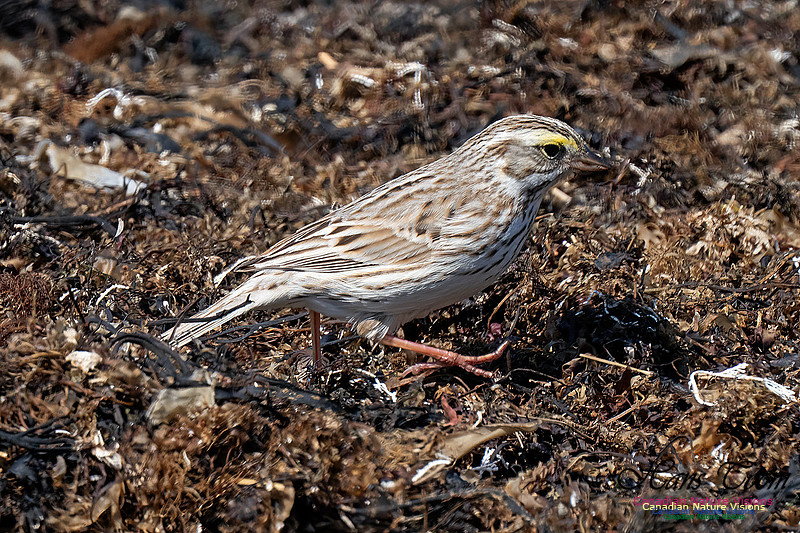 Ipswich Sparrow 764