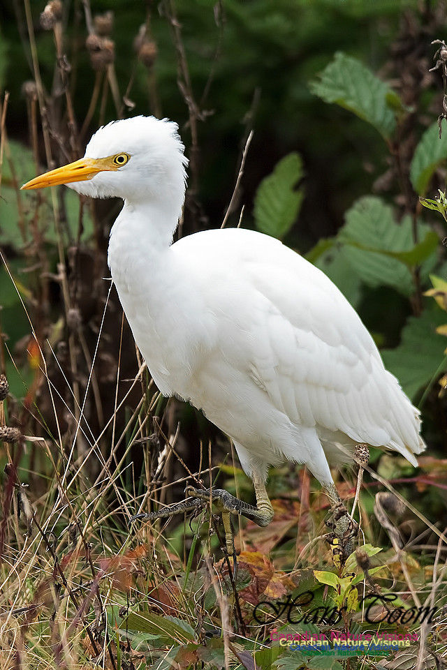 Cattle Egret