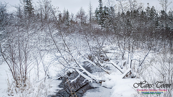 December Snow Scenes in Nova Scotia 118