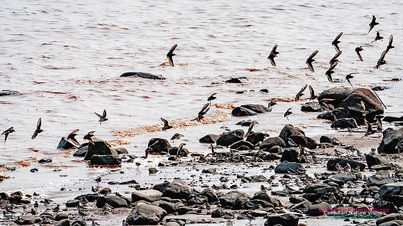 Evangeline Beach Shorebirds 2025 102
