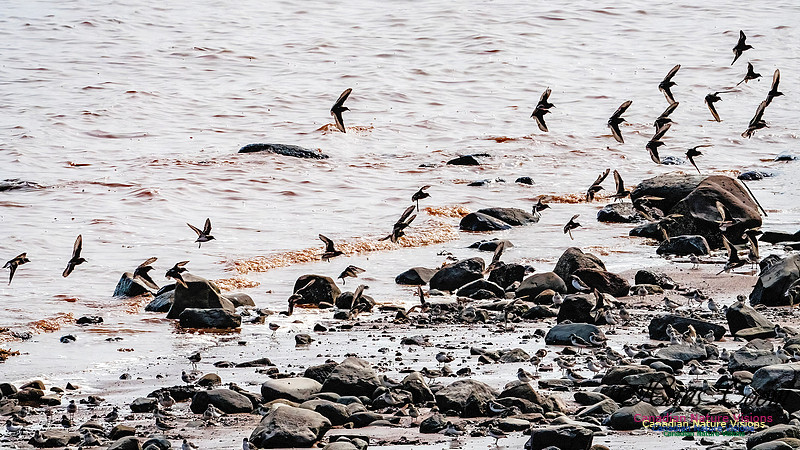 Evangeline Beach Shorebirds 2025 102