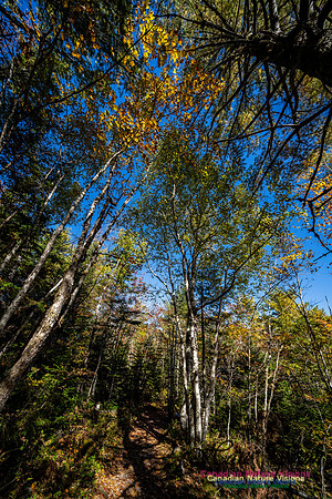 Woodland Stroll 132