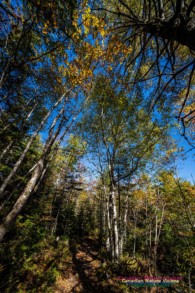 Woodland Stroll 132