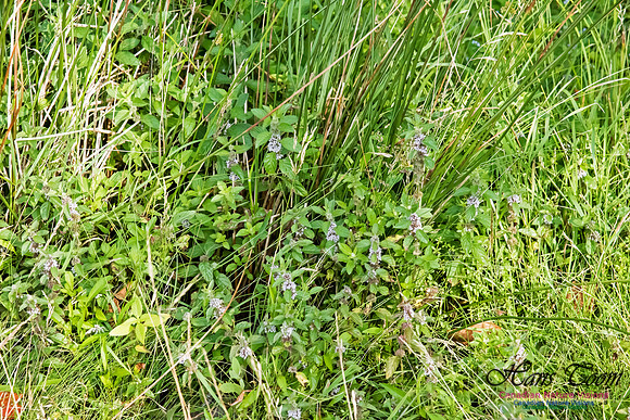 Mint-Mentha arvensis