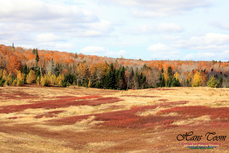 MapleForestFallColours-1034