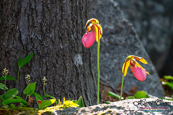 Pink Lady's Slipper Orchid 215