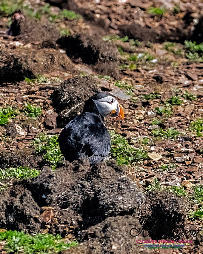 Elliston and Atlantic Puffins 106