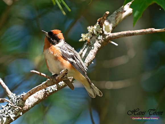 Bay-breasted Warbler 8
