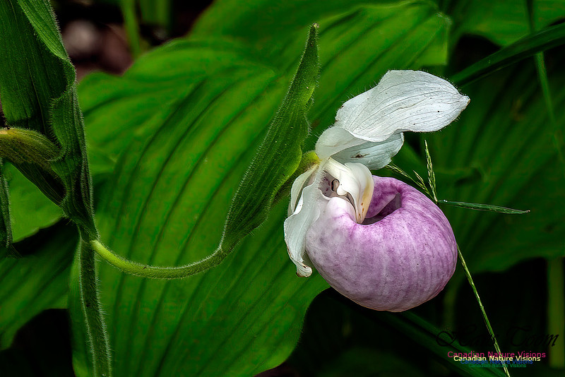 Showy Lady's Slipper Orchid 154