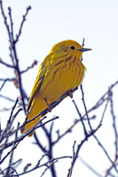 Yellow Warbler