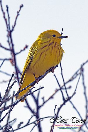 Yellow Warbler 1