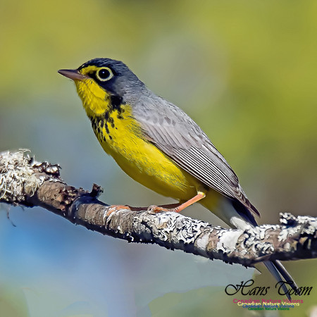 Canada Warbler 9