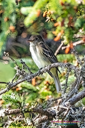 Eastern Wood-Pewee 102