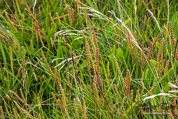 Plaintain sp.