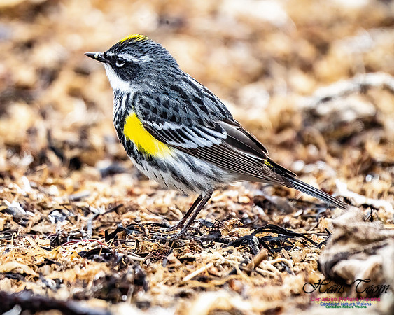 Yellow-rumped Warbler 355