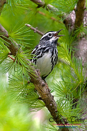 Black-and-White Warbler