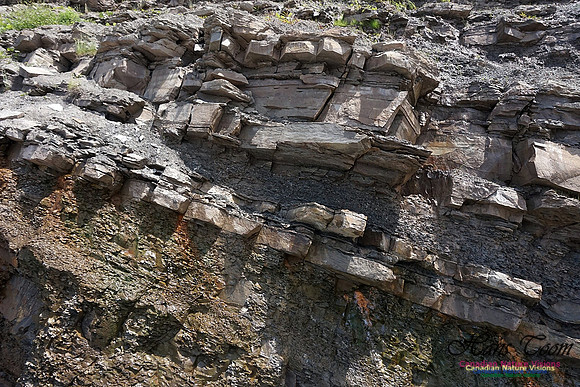 Joggins Fossil Cliffs 112