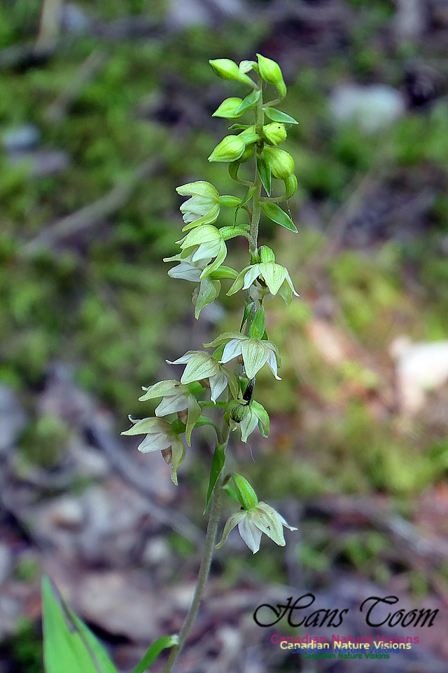Helleborine Orchid 110