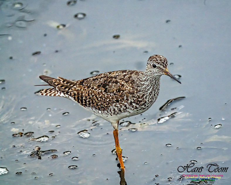 Lesser Yellowlegs 402