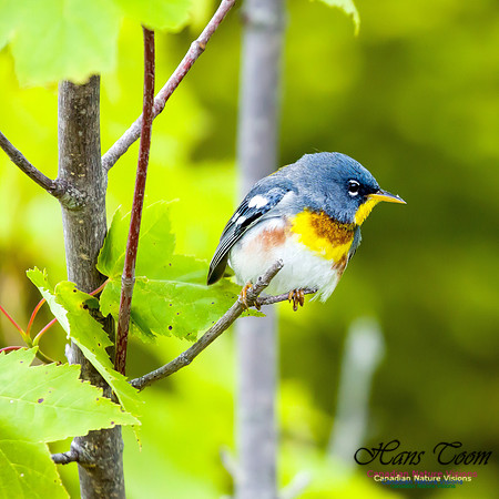 Northern Parula 3