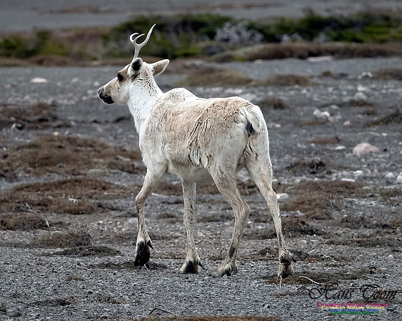 Caribou 203