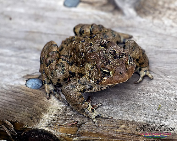 Eastern Toad 100