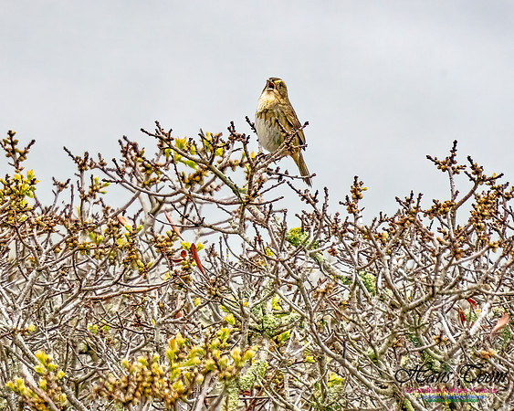 Nelson's Sparrow 350