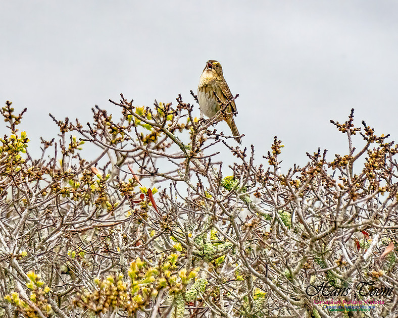Nelson's Sparrow 350