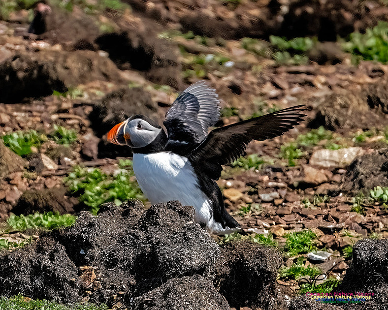 Elliston and Atlantic Puffins 121