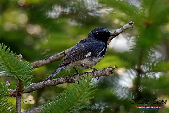 Black-throated Blue Warbler