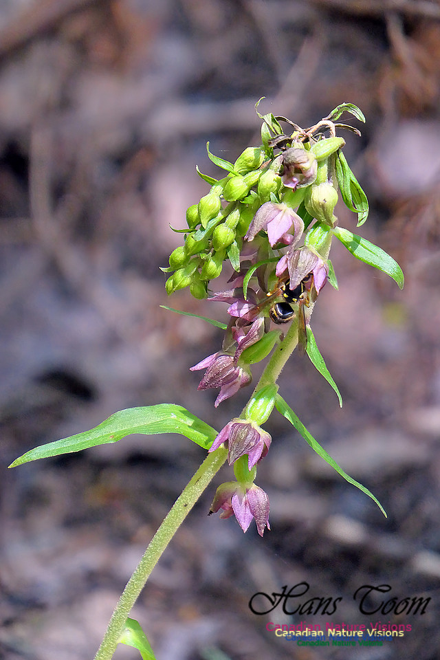 Helleborine Orchid 107
