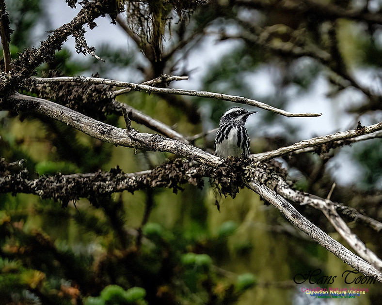 Black-and-White Warbler 102