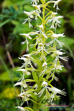 Ragged Fringed Orchid