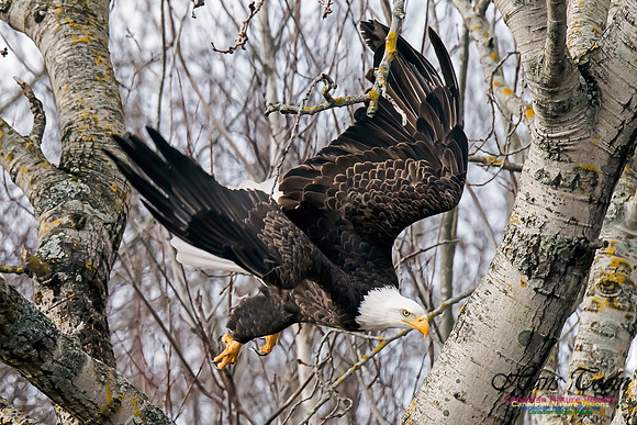 Bald Eagle
