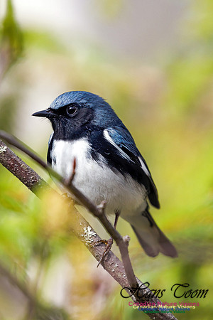 Black-throated Blue Warbler 4